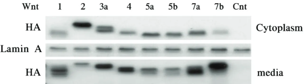 Figure  1. Wnt  gene  expression  in  NIH3T3  cells.  HA‐Wnt  protein  expression  was  determined  by  western  blot  analysis