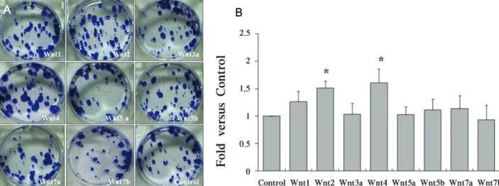 Figure  2. Proliferation  of  limbal  stem  cells  by  Wnt.  (A)  Proliferation  capacity  of  Wnt  was  evaluated  by  0.1%  crystal violet staining at 13 days