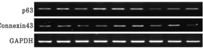 Figure 4. Expression of limbal stem cells and differentiation marker  in  cultured  limbal  stem  cells