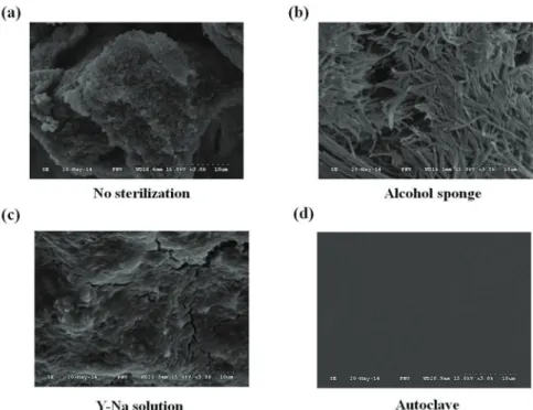 Fig. 2. SEM findings of atached bacteria on the ultrasonic scaler
