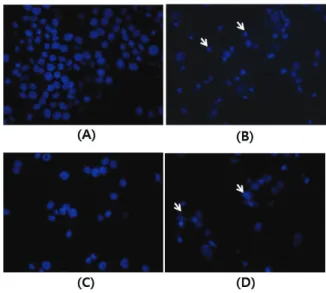 Fig. 3. Hoechst staining. HaCaT control cells(A), HaCaT cells treated with SLS(B), NIH-3T3  control cells(C) and NIH-3T3 cells treated with SLS(D)