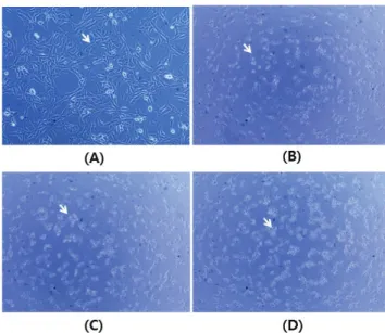 Fig. 5. Effects of 0.0075% SLS treatment on cell morphology and proliferation of NIH-3T3  cells