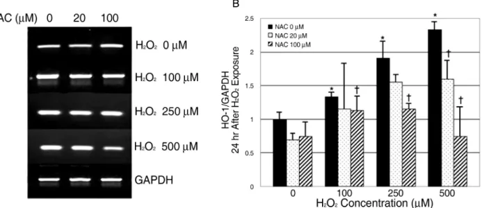 Figure 2. RT-PCR results of HO-1 mRNA expression in 24 hours culture. Human retinal pigment epithelial cells  were  cultured  at  various  concentrations  of  H 2 O 2 with  or  without  NAC  for  24  hours