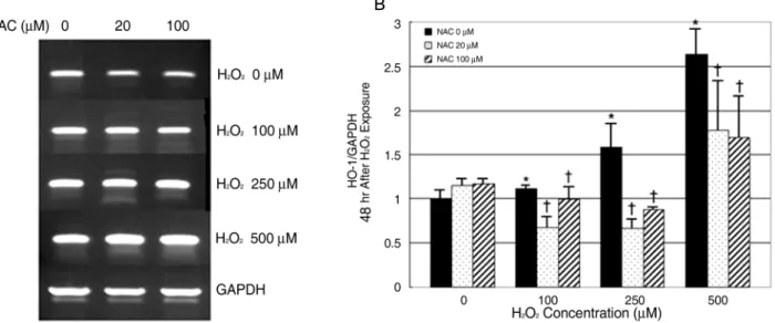 Figure 3. RT-PCR results of HO-1 mRNA expression in 48 hours culture. Human retinal pigment epithelial cells  were cultured at various concentrations of H 2 O 2 with or without NAC for 48 hours