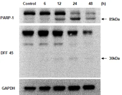 Fig. 4. PEA induces apoptosis by PI stain using flow cytometry on SCC 25 cells