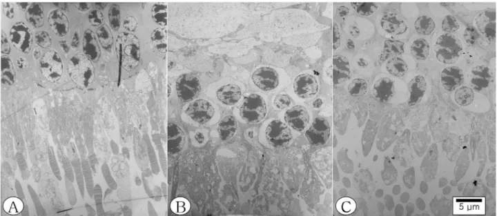 Figure 2. Electron microscopic photographs of rabbit retina. (A) Ultrastructure of a non‐detached area at the superior retina of  medullary ray (normal retina)