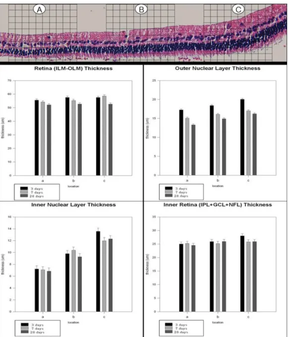 Figure 5. Light micrograph and graphs of the detached (regions A, B) and adhering non‐detached (region C) rabbit retina after  detachment surgery
