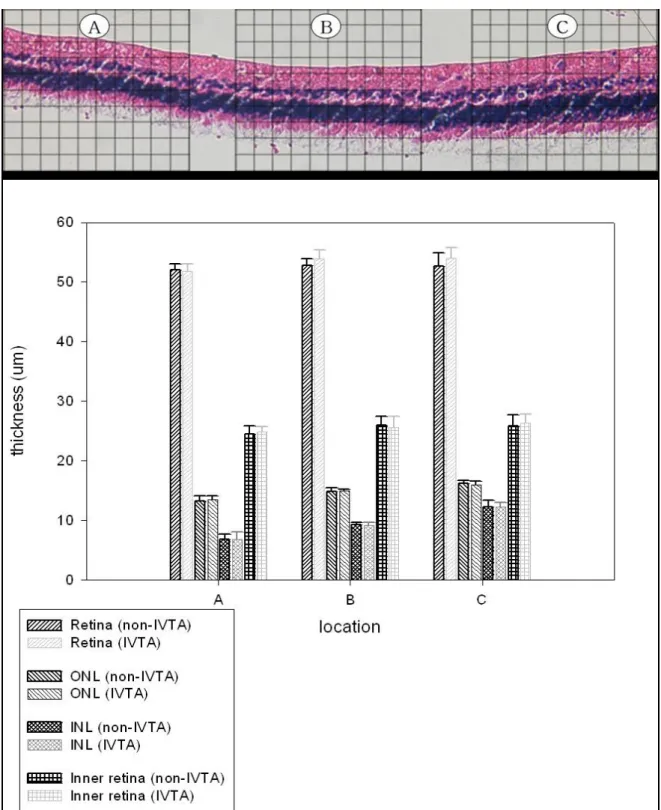 Figure 6. Light micrograph and graph of the detached (regions A, B) and adhering non‐detached (region C) rabbit retina after  detachment surgery and intravitreal injection of triamcinolone