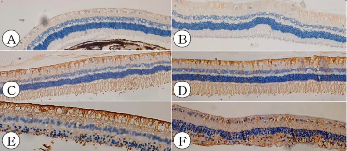 Figure 7. Light micrographs (×200) of the detached and adhering non‐detached rabbit retina