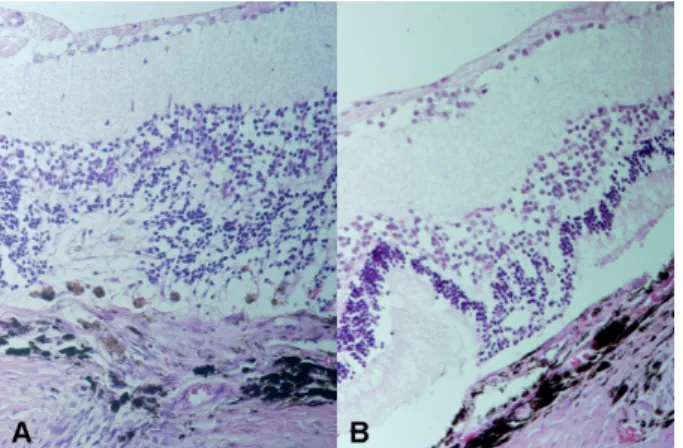 Figure 1. Histopathologic sections in hematoxylin-eosin (H&amp;E)  staining showing choroidal neovascularization induced  by laser