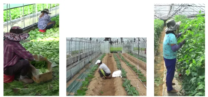 Figure 3. Tomato support erecting  and cording 