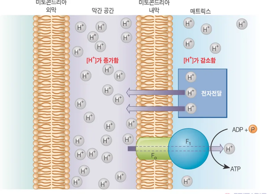 그림  20.18   양성자가 미토콘드리아의 매트릭스로 되돌아 흘러들어올 때  ATP  합 성이 동반되어 일어난다 .  