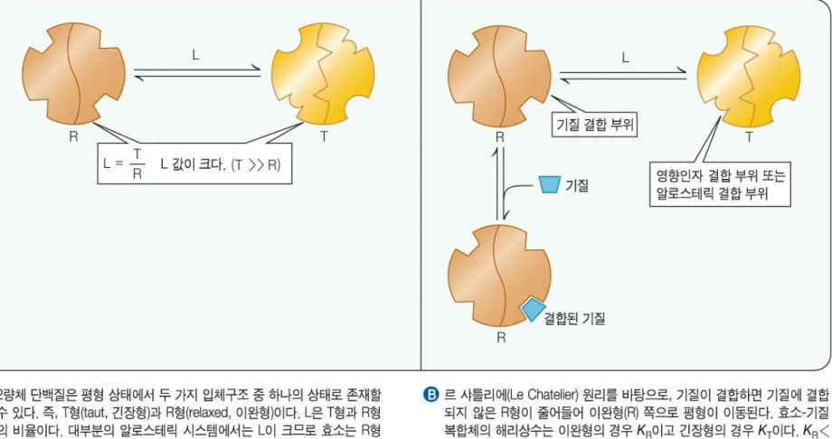 그림 7.4  알로스테릭 전이에 대한 모노-와이만-샹줴(MWC) 모델. 