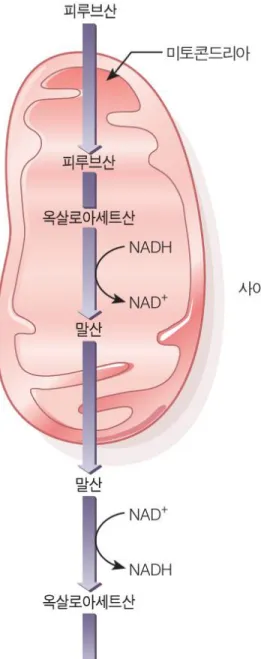 Fig. 18-9, p.498 옥살로아세트산 (OAA) 는 미토콘드리아 막을 통과할 수 없다. 말산 형태로 미토콘드리아를 빠져나가 세포질에서 OAA로 전환되어 당신생 과정을 계속한다