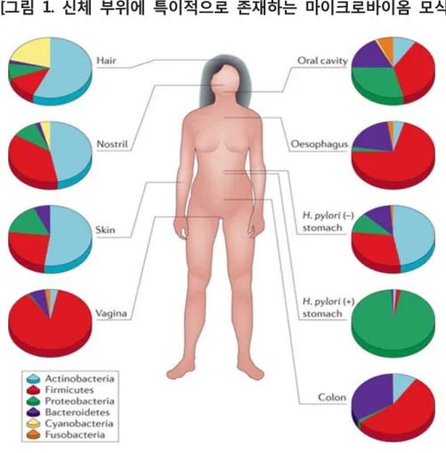 [그림 1. 신체 부위에 특이적으로 존재하는 마이크로바이옴 모식도[4]    세균의 문(phylum)  수준에서 관찰하였으며,  특정 병원균의 존재에 의해서도 마이크로바이옴의 조성이  달라진다