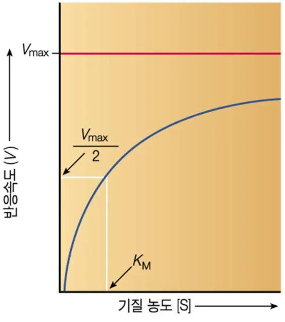 그림 6.9  기질 농도 [S]에 대한 반응속도 V의 도표를 이용하여 그래프 상에서 V max