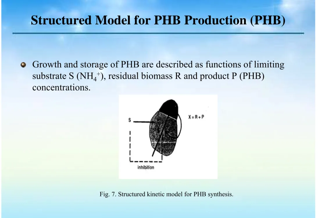 Fig. 7. Structured kinetic model for PHB synthesis.