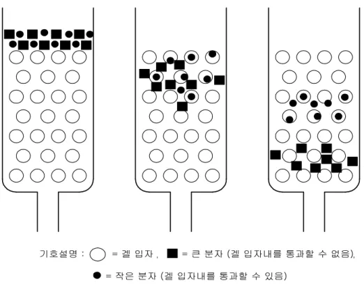 그림  10    겔  크로마토그래피의  개념도