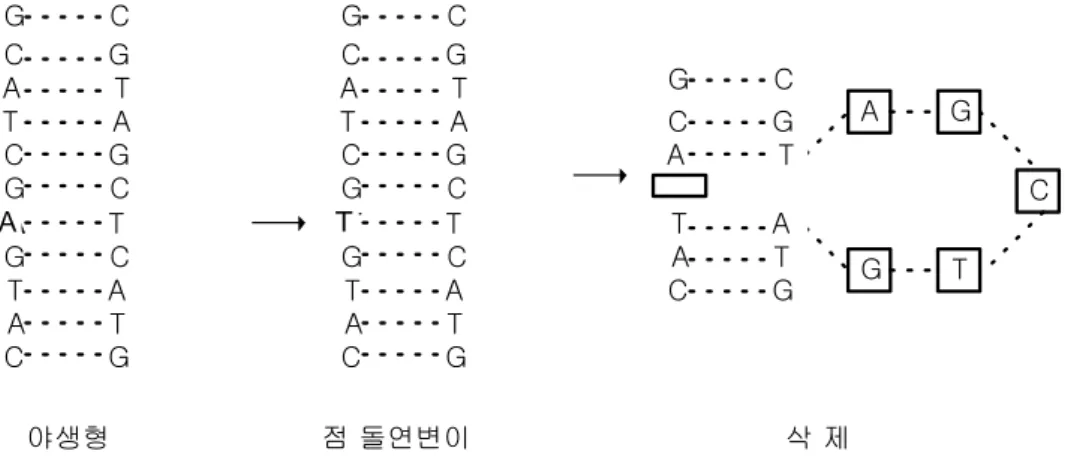 그림  6.1    점  돌연변이(point  mutation)와  삭제(deletion)에  의하여  야생형의  DNA  염기서열이  바뀌는  예