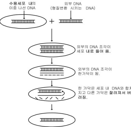 그림  6.3    형질변환  DNA와  수용세포(recipient  cell)의  결합