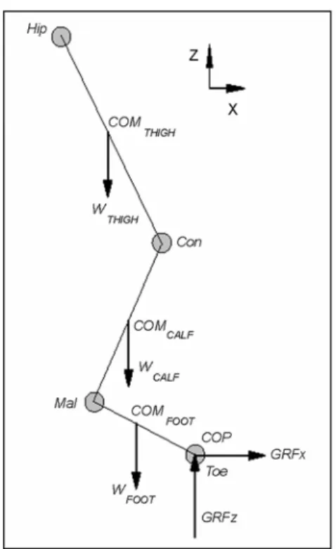 Figure  2  shows  FBD  of  a  right  lower  limb.  The  COP  position was not fixed, but other COM positions were  fixed  on  the  each  segment