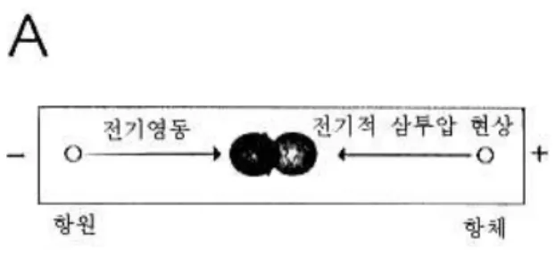 그림 12-10. 카운터 면역체 전기영동의 원리 ② 존 전기영동/면역체 확산(immunodiffusion) 우선 아가로오스 겔 상에서 존 전기영동을 수행한 후 항원을 항체를 향해 확산되도록 한다