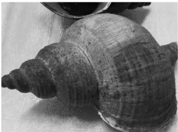 Fig. 3. Buccinum striatissinum.