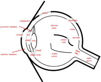 Figure  1.  The  eyeball  of  anatomical  name  and  location.