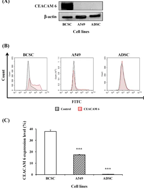 Figure  1.  Verification  of  CEACAM  6  expression  in  various  cell  lines  at  the  protein  level