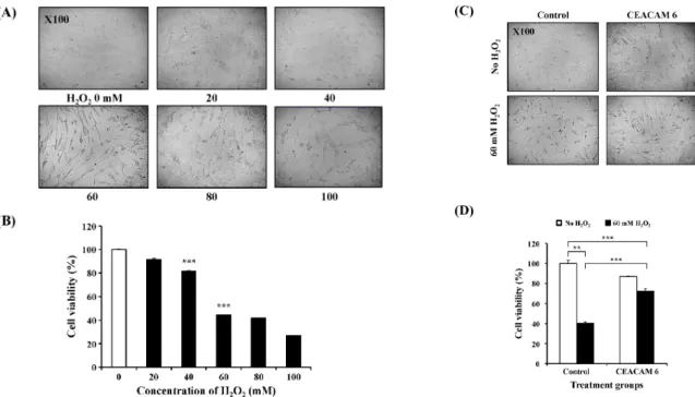 Figure 3. The enhanced cell survival of ADSC expressing CEACAM 6 under oxidative stress condition