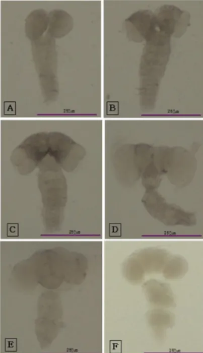 Figure  3.  Morphological  changes  of  CNS  during  larval  deve- deve-lopment.  stereomicroscope,  ×40