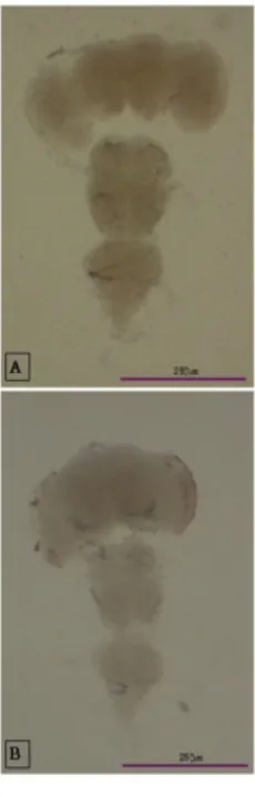 Figure  5.  Morphology  of  fully  developed  CNS  in  adult  scuttle  fly. 