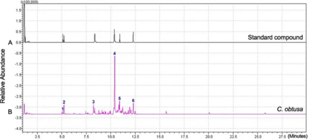 Figure  1.  GC-MS  condition  of  C .  obtusa   (CO)  leaf  extraction.  (A)  The  pattern  of  standard  compounds