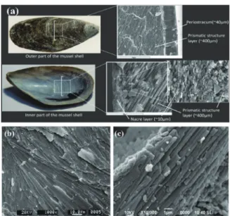 그림 2.  패각류의 결정 구조 a) mussel shell, b) oyster shell c) cockle shell 4)2. 굴 패각 폐기물의 재활용 연구 사례2.1 잔골재 대체재로서의 굴 패각의 재활용 방안건설 재료 분야에서 굴 패각 폐기물을 재활용하기 위하여 가장 먼저 접근할 수 있는 방안은 분쇄한 패각을 대표적인 건설재료인 콘크리트 또는 시멘트 모르타르의 잔골재 대체재로 치환하여 사용하는 것이다