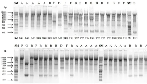 Figure  1.  Repetitive  element  se- se-quence-based  (REP)-PCR  patterns  of  genomic  DNA  from  forty-six   cipro-floxacin  resistant  Acinetobacter   bau-mannii  isolates