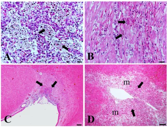 Fig. 1. Histopathologic findings  in piglets. (A) The alveolar wall is  lined by type II pneumocytes and  the lumen contained with necrotic  macrophages and cell debris  (ar-rows)
