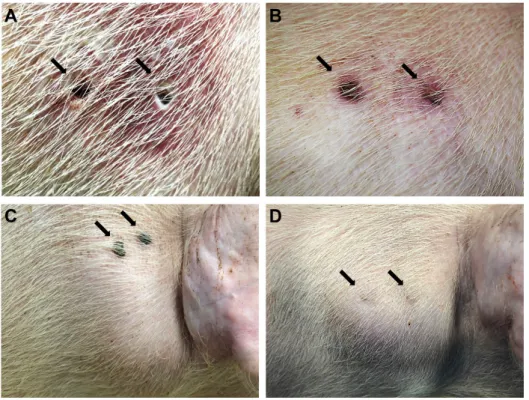 Fig. 3. Gross image at the loca- loca-tion of biodegradable drug  deliv-ery carrier injection