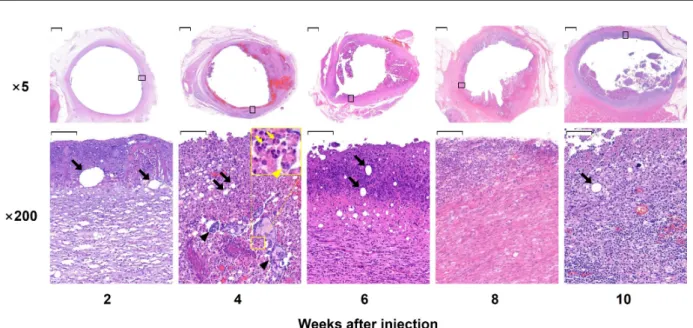 Fig. 6. The histopathological image at the location of biodegradable drug delivery carrier injection (H&amp;E stain)