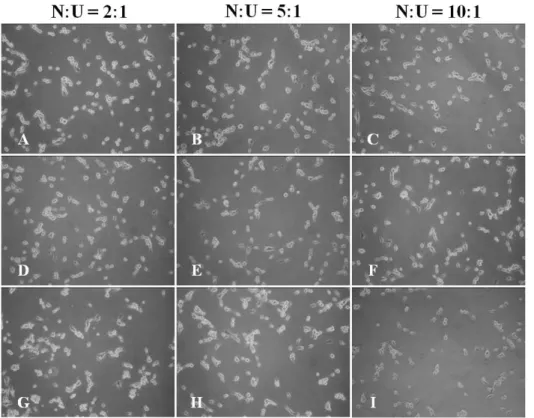 Fig. 2. The cytotoxicity of U87MG cells against N. fowleri lysate by  LDH release assay