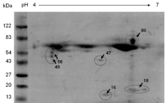 Fig. 4. The cytotoxicity of U87MG cells against N. fowleri by LDH  release assay. The U87MG cells were co-cultured with N