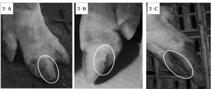 Fig. 2. Gross lesions of vertical wall cracks; score 1 (2-A); score 2 (2-B); score 3 (2-C).
