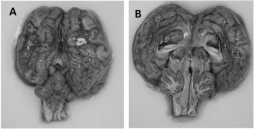 Fig. 2. Histopathological findings of brain. Meningitis infiltrated  lymphocytes in cerebrum and lacework-shape of meninge under  epen-dymal cell lining