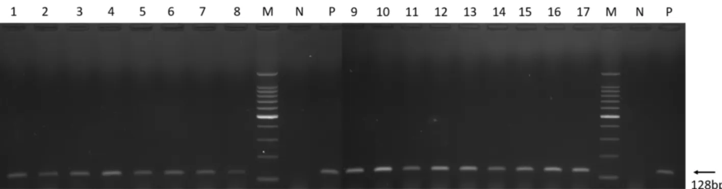 Fig. 2. DNA of T. sergenti from bovine blood samples. Lane M, 100 bp DNA ladder; lane N, negative control; lane P, positive control; lane 1∼17,  bovine blood samples.