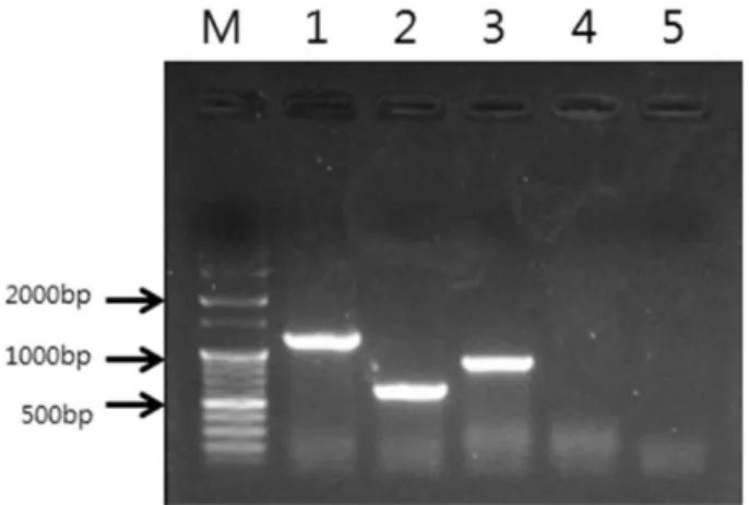 Fig. 1. Detection of PMQR genes. Lanes: M, 100 bp DNA marker; 