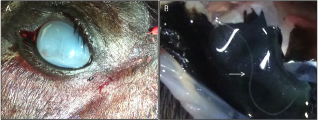 Fig. 1. The gross finding of  worms in the eye of a horse. (A)  Corneal opacity of the left eye