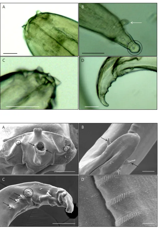 Fig. 3. Scanning electron micro- micro-graphs of S. digitata. (A) Anterior  part of the female