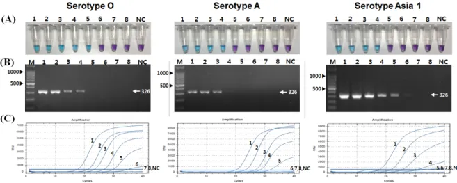 Table 3. Comparative diagnostic efficiency between RT-PCR,  qRT-PCR and RT-LAMP for the detection of different serotypes of  Korean and foreign FMDV strains