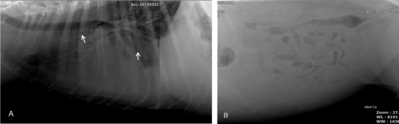 Fig. 1. Right lateral thoracic (A) and abdominal (B) radiographs in the patient. (A) The whole lung field is alveolar pattern and lungs lobe margins  are disappeared (arrows)