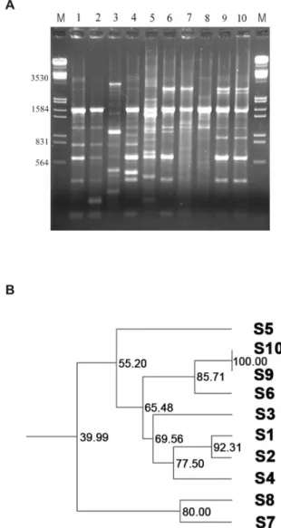 Fig. 4. (A) RAPD fingerprint profiles of Salmonella strains with  URP-6. Lanes M: lambda DNA/EcoRI+HindIII; lanes 1∼3: 