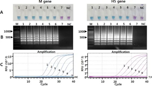 Fig. 1. Comparison of the sensitivity of reverse transcription loop-mediated isothermal amplification (RT-LAMP) and real time reverse tran- tran-scription polymerase chain reaction (RRT-PCR) assays with serially diluted RNAs of H5N1 HPAIV